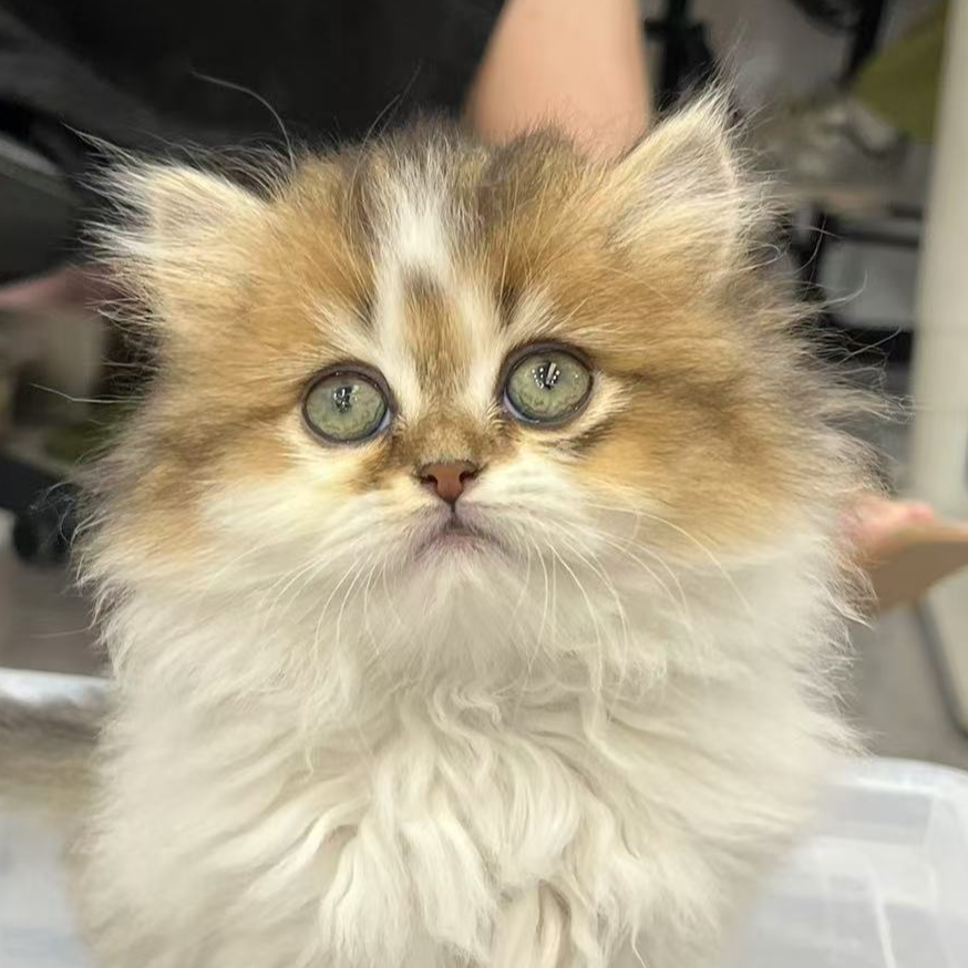 来了姊妹-金白英长猫 妹妹 31