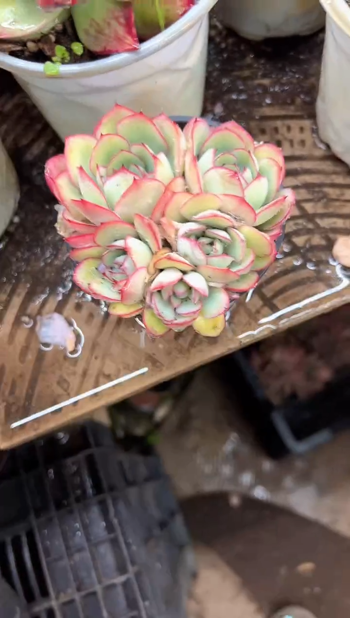 ?****?多肉植物一物一拍18385