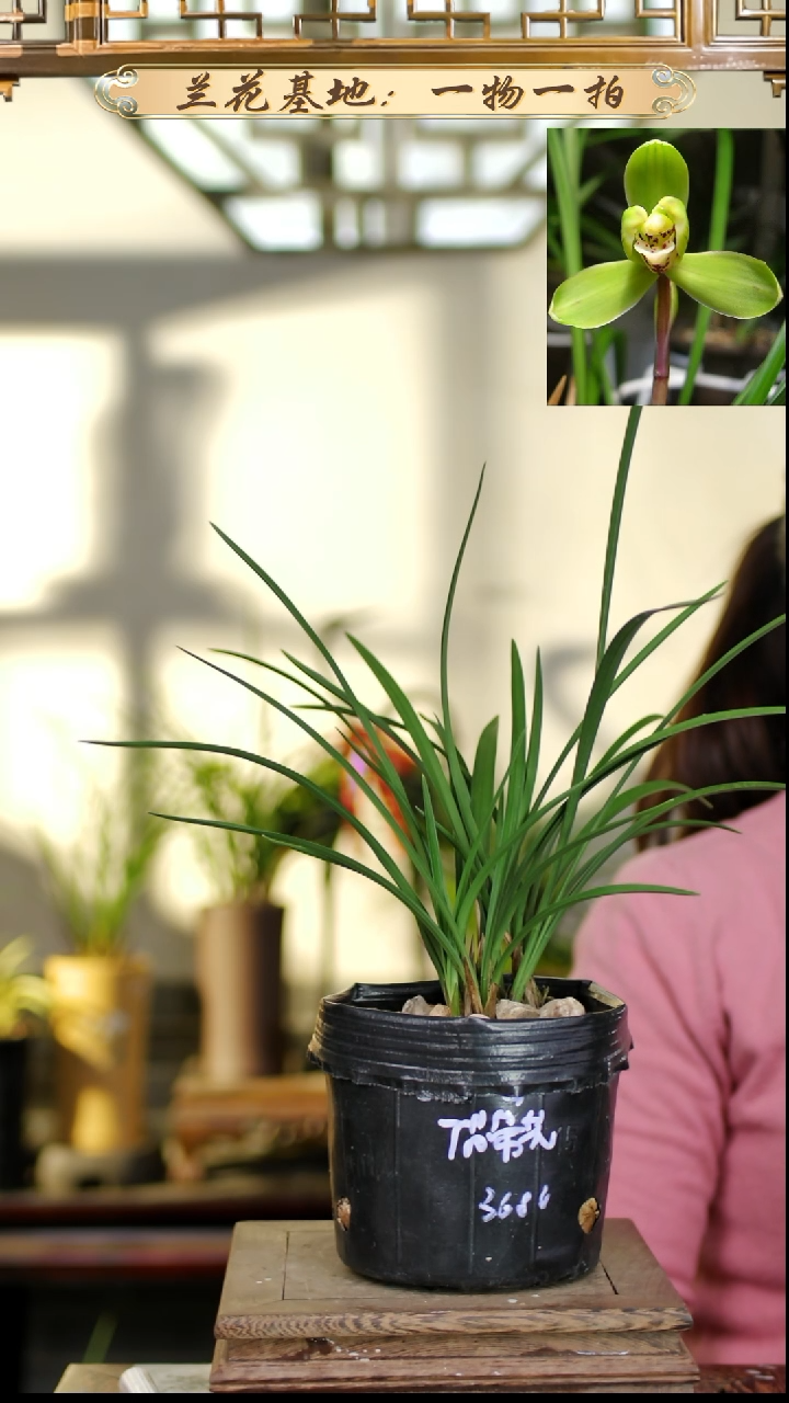 完全开放春兰瑞梅