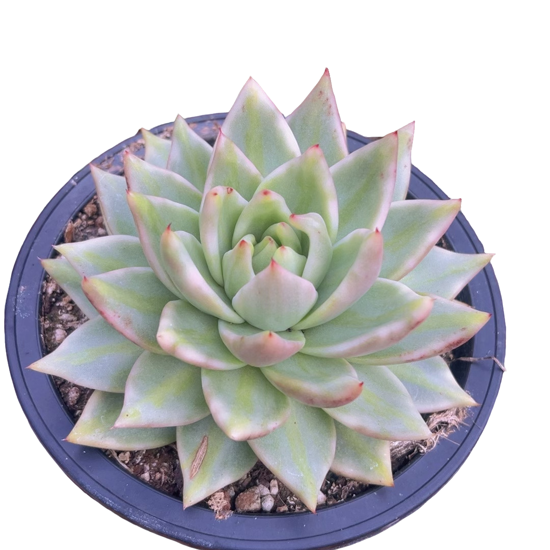 思密达锦(多肉植物)满19.9包邮 云南基地源头直发新手好养