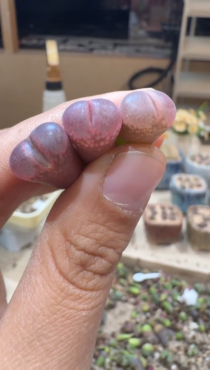 S****)29-362多肉植物肉锥