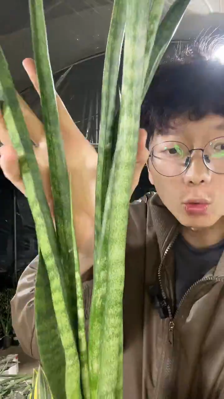 爪哇虎皮兰裸根19.9