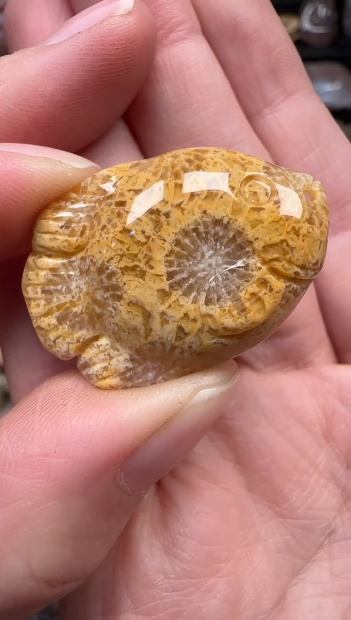 颈饰未镶嵌硅化珊瑚（珊瑚玉）602