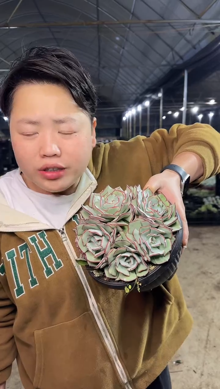 7头起剑司诺娃群19.99