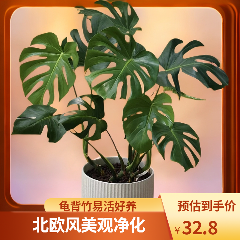 【龟背竹】北欧风格网红植物 室内观赏净化空气偏冷地区保温发货