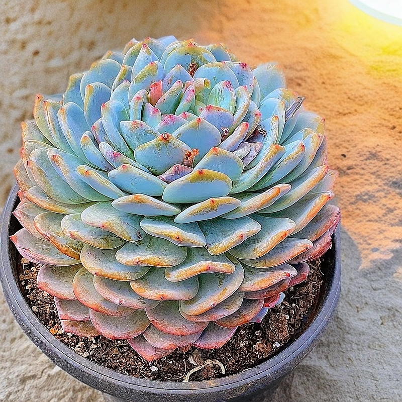 大单头橙梦露  脱土发 多肉植物【满15包邮】  经典 韩橙红 精控养