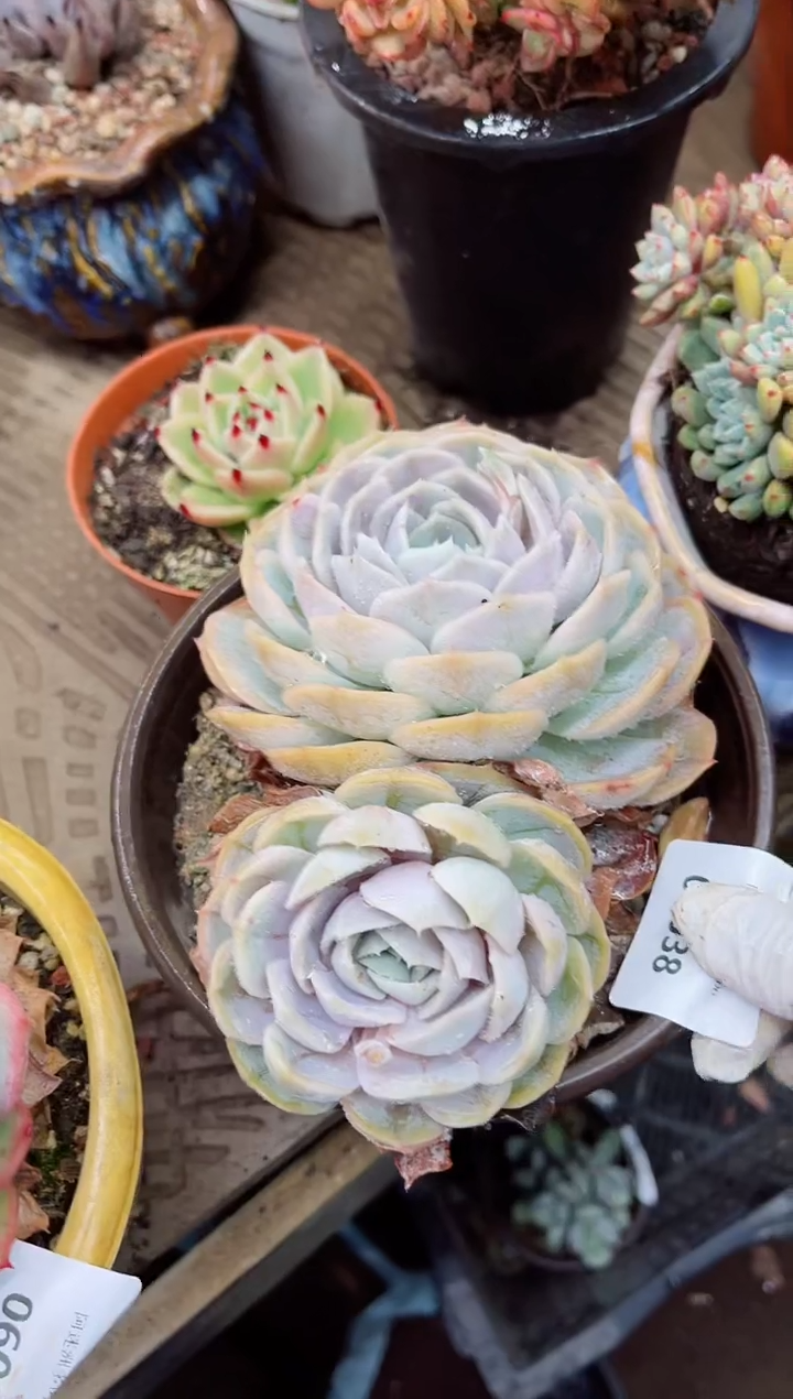 【闪购商品】06038