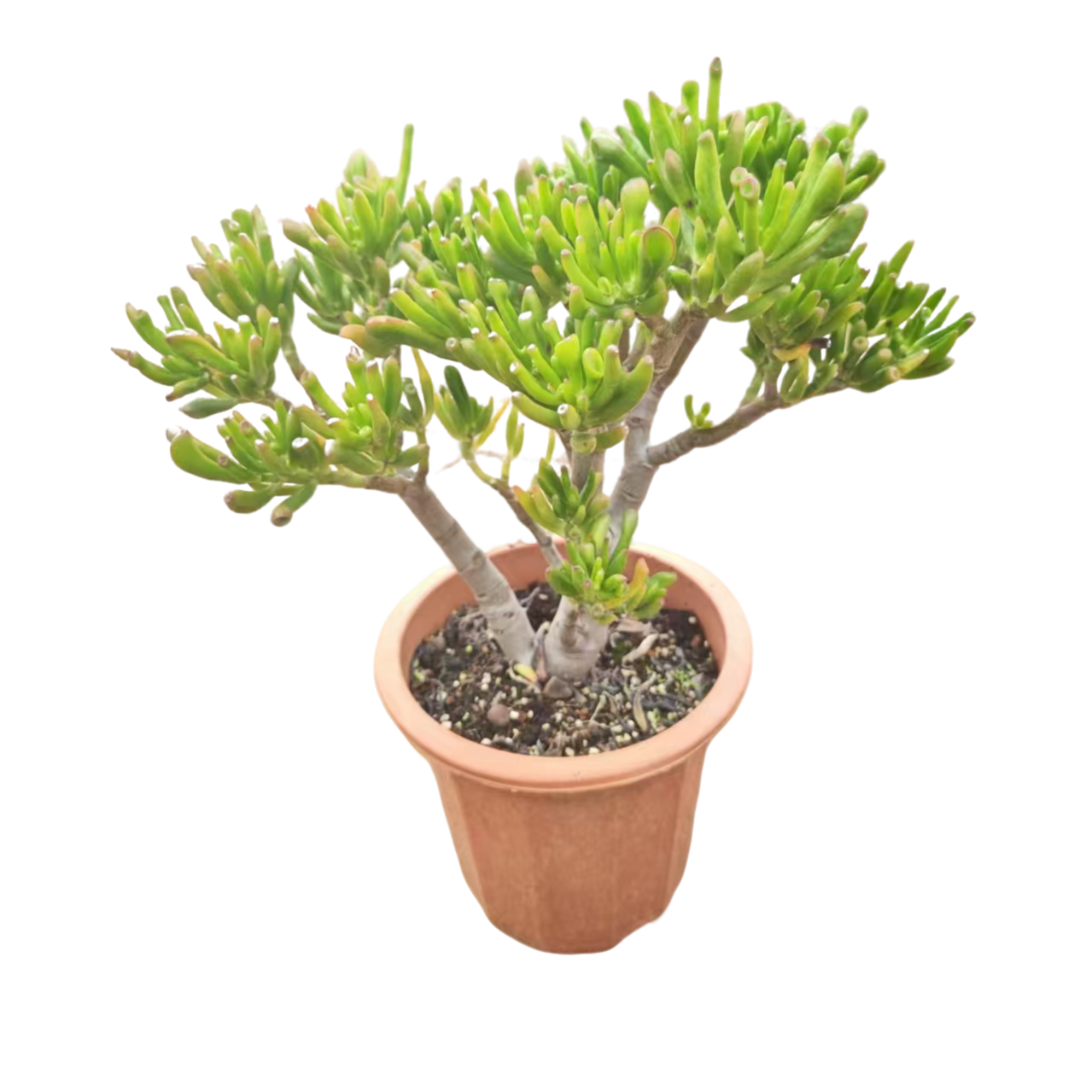 精品多肉植 吸财树