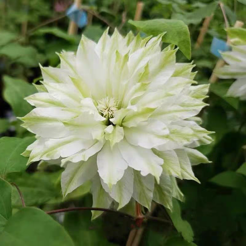 铁线莲风之森林重瓣爬藤花苗庭院花卉盆栽室内外观花植物