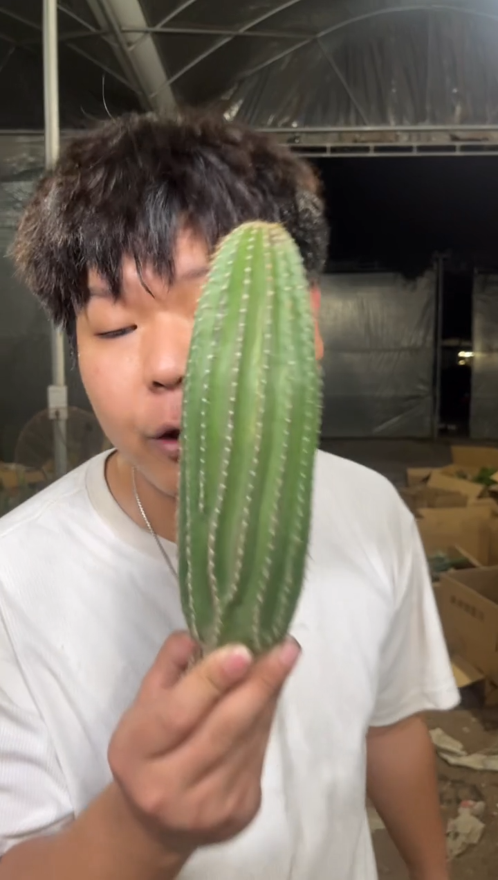 2颗 单头 大凤龙【带根】高13-16cm