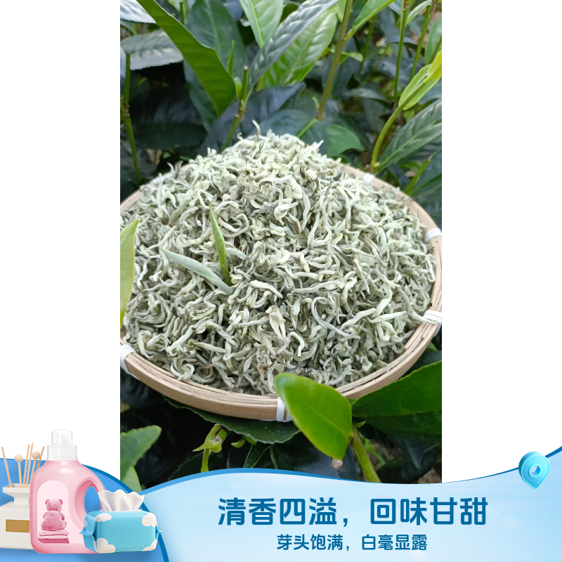 【云南小雪龙】2025云南普洱春尖绿茶芽头饱满肥硕香气浓郁鲜香回甘