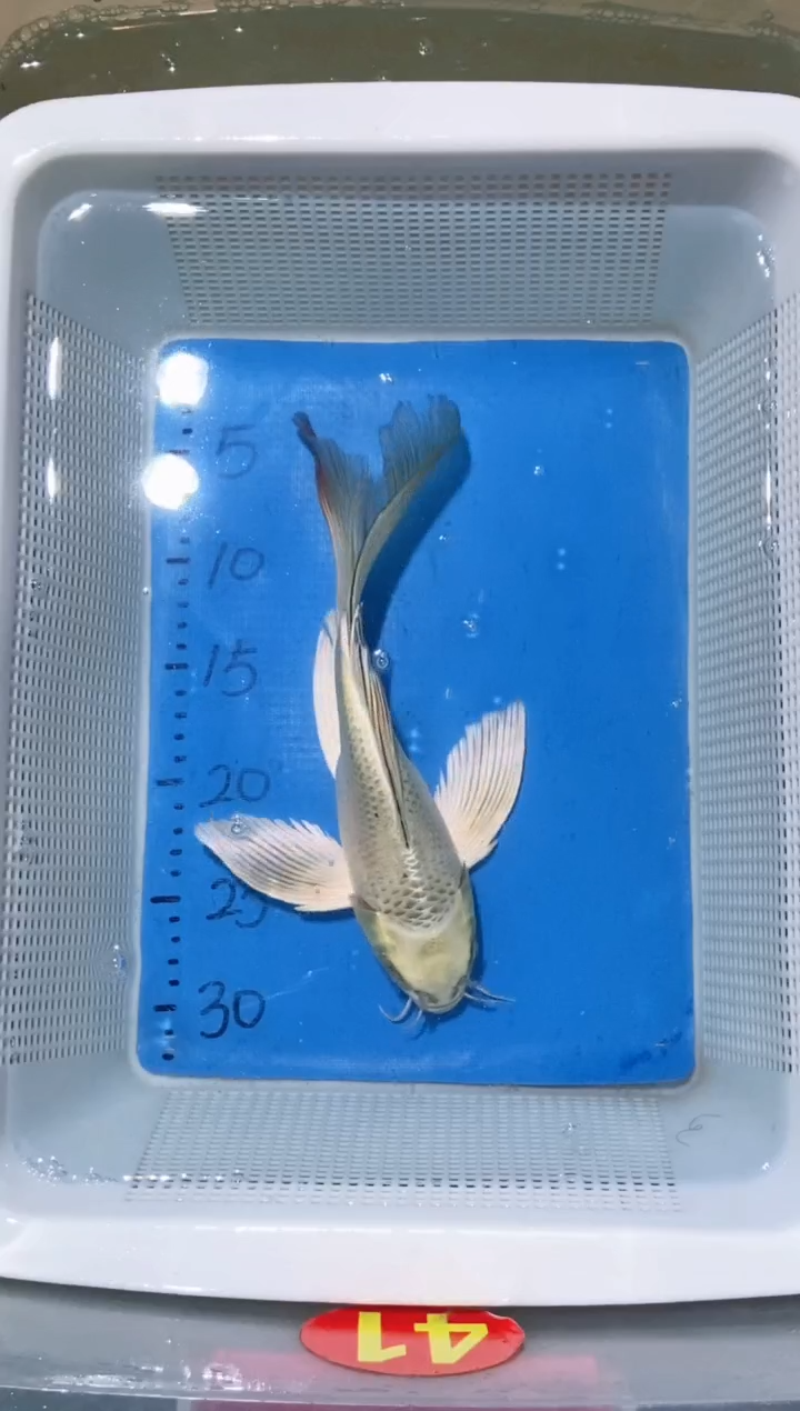 锦鲤锦鲤蝴蝶鲤鱼拍开箱视频包售后