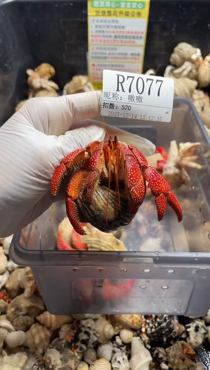 嗷*陌派帝国7077