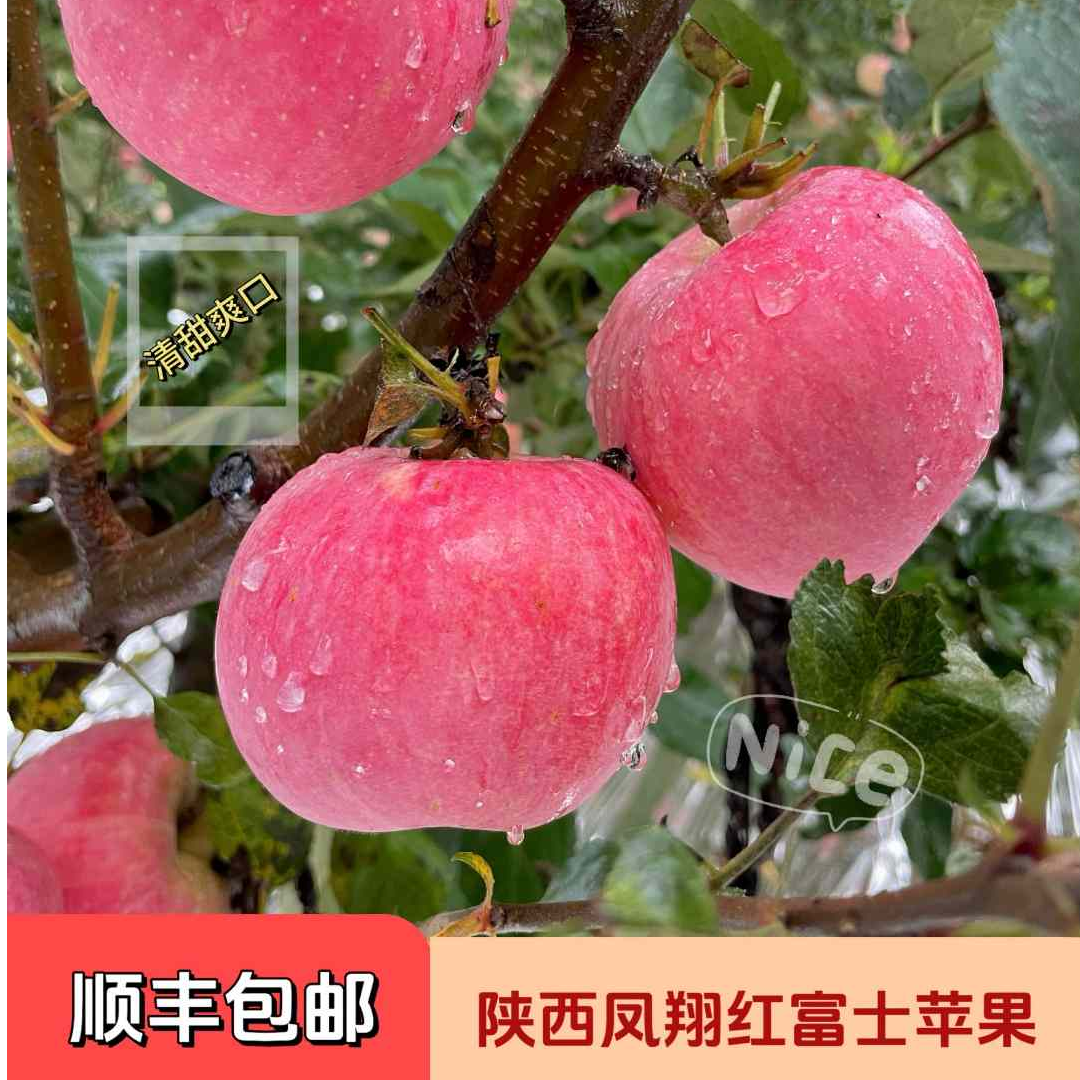 【顺丰包邮】陕西凤翔红富士苹果脆爽清甜皮薄肉厚当季采摘产地直发