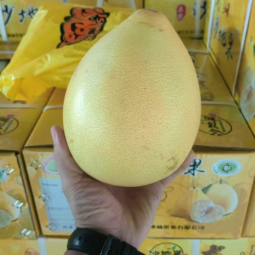 沙地柚（薄皮白柚）一个