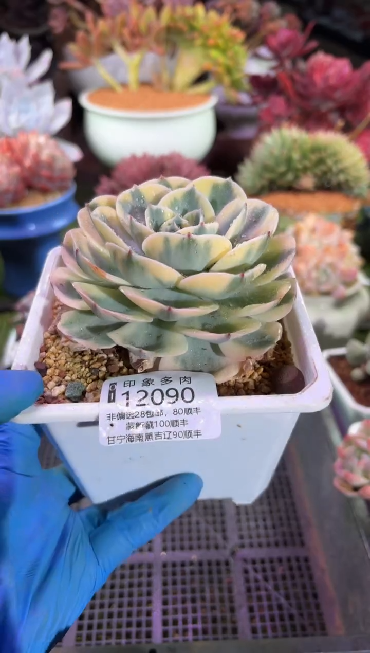 【闪购商品】12090