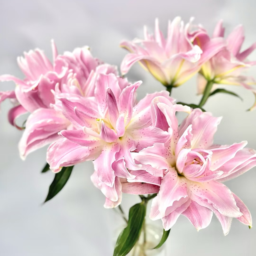 【莲花雅致】粉色重瓣浓香型香水百合云南鲜花基地直发 顺丰包邮