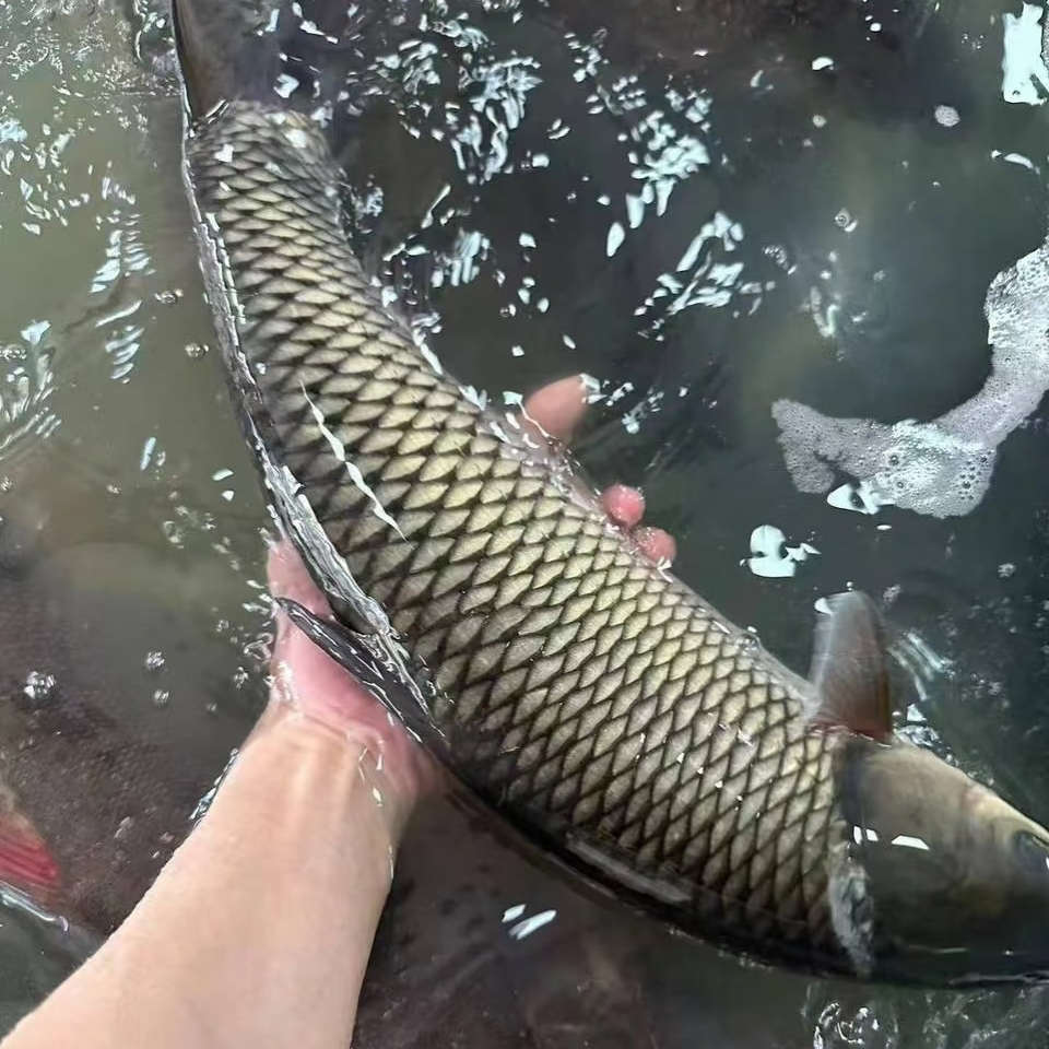 【谷哥专属】【草鱼】钩钓水库生态鲜鱼（人放天养）顺丰冷链包邮