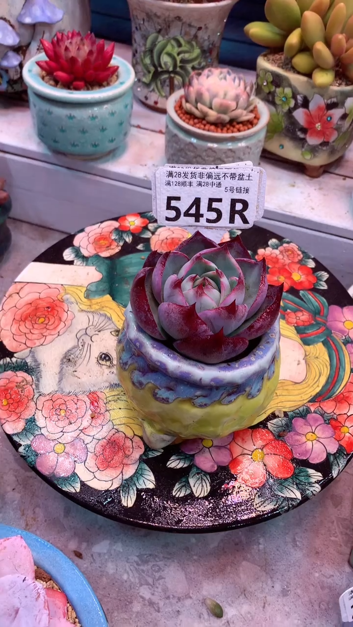 d****m545R（一物一拍，精品多肉，所见即所得 ）