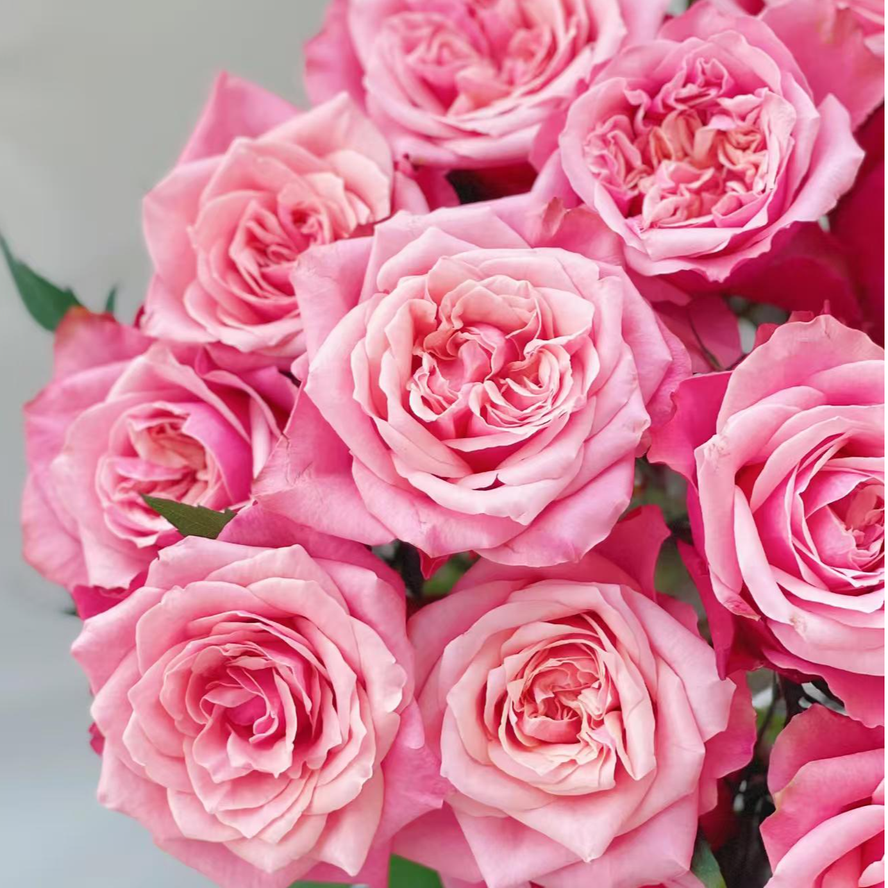 【新品】闺蜜玫瑰 团圆美满 长花期鲜切花 5℃以下必拍保温！