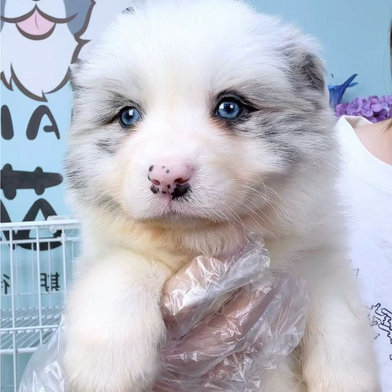 奶思家-陨石边牧公可爱弟弟01315011边境牧羊犬