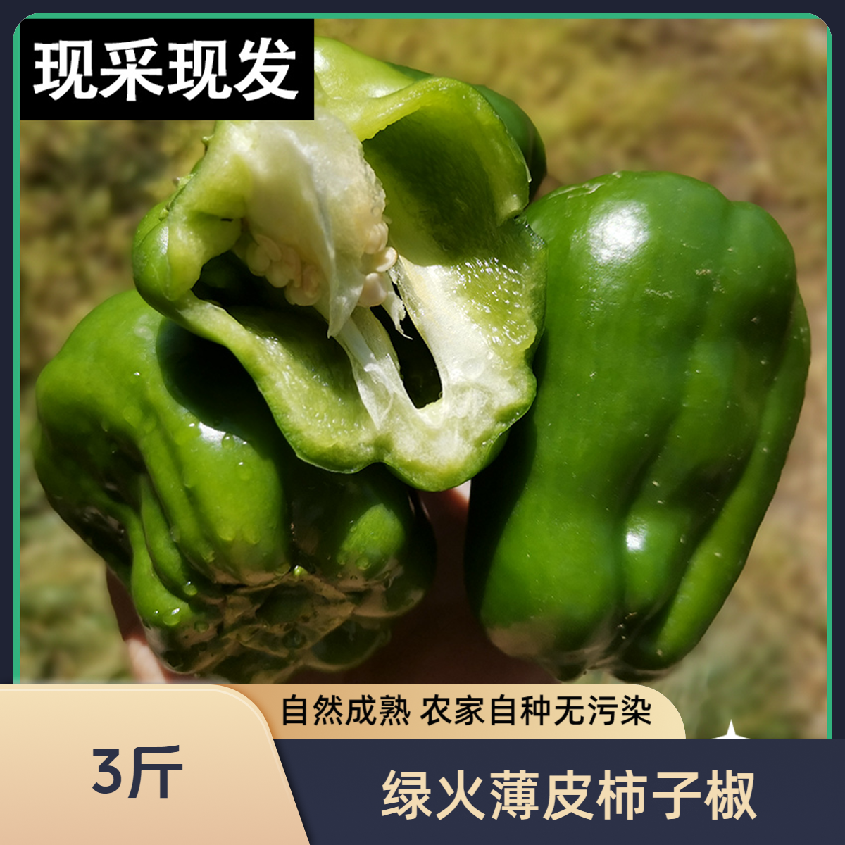 【柿子椒3斤】绿火基地直发/新鲜/健康/安心不辣椒