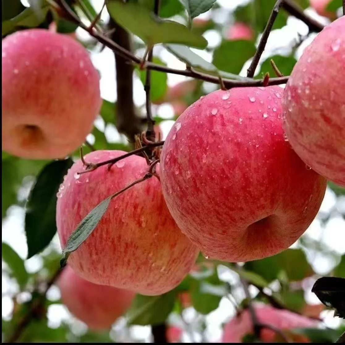 陕西红富士60-70mm水果新鲜当季整箱脆甜红富士带箱五斤装小果