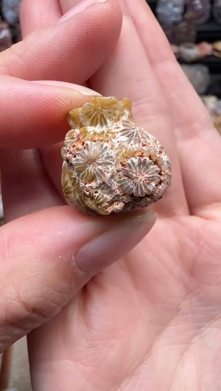 颈饰未镶嵌硅化珊瑚（珊瑚玉）861