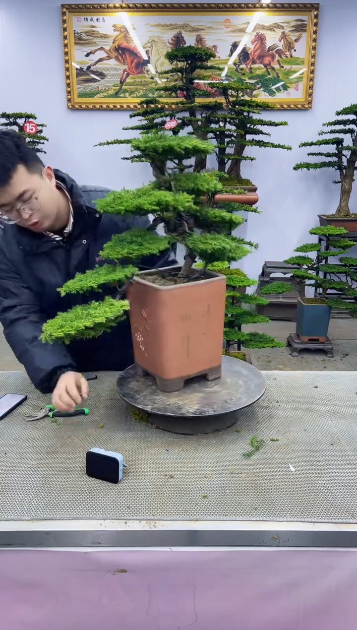 【闪购商品】八斗松/松类活物造型盆景，以直播间截图为啊啊啊啊