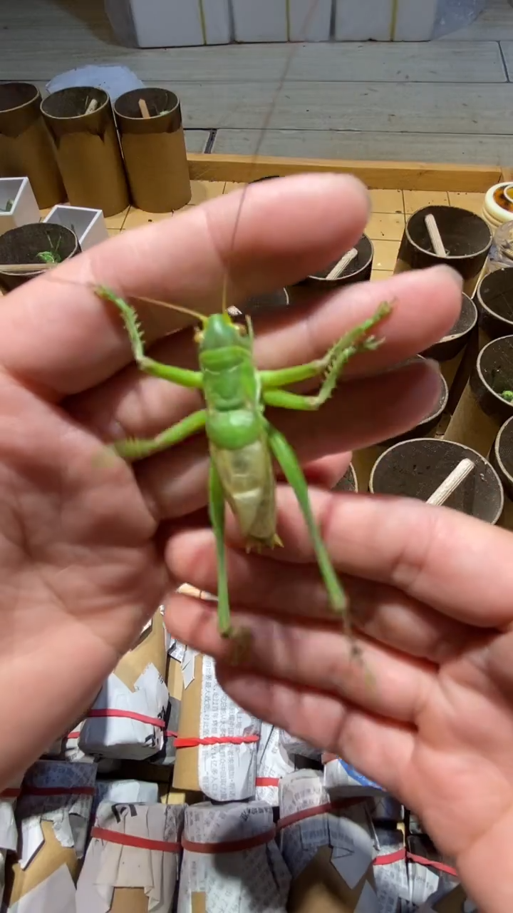 罗*爬虫蝈蝈爬虫蝈蝈