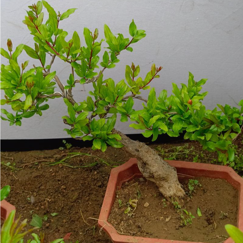 造型盆景花园庭院别墅种植