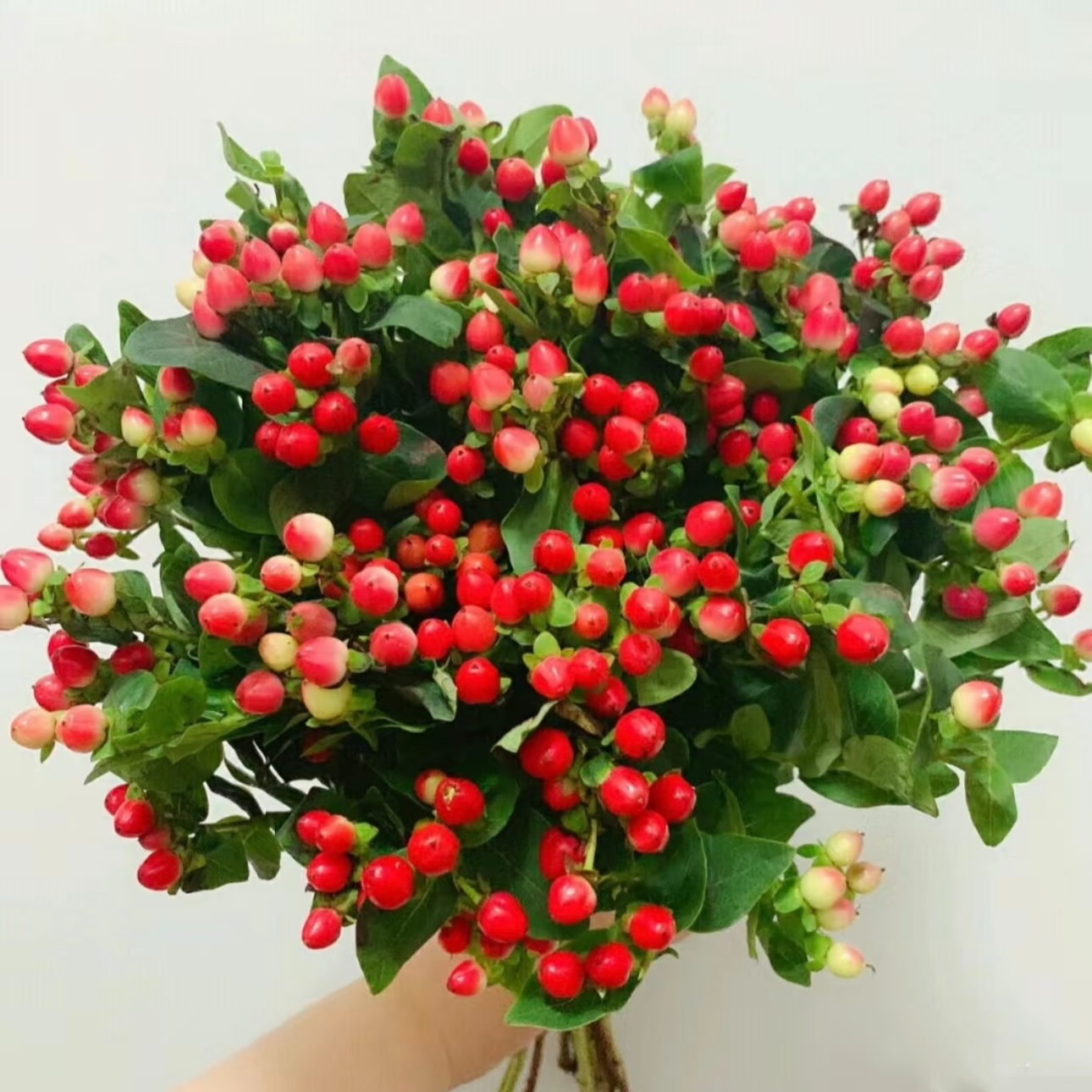 【红豆】【火龙珠】【叁叁专属】云南鲜切花批发一单包邮