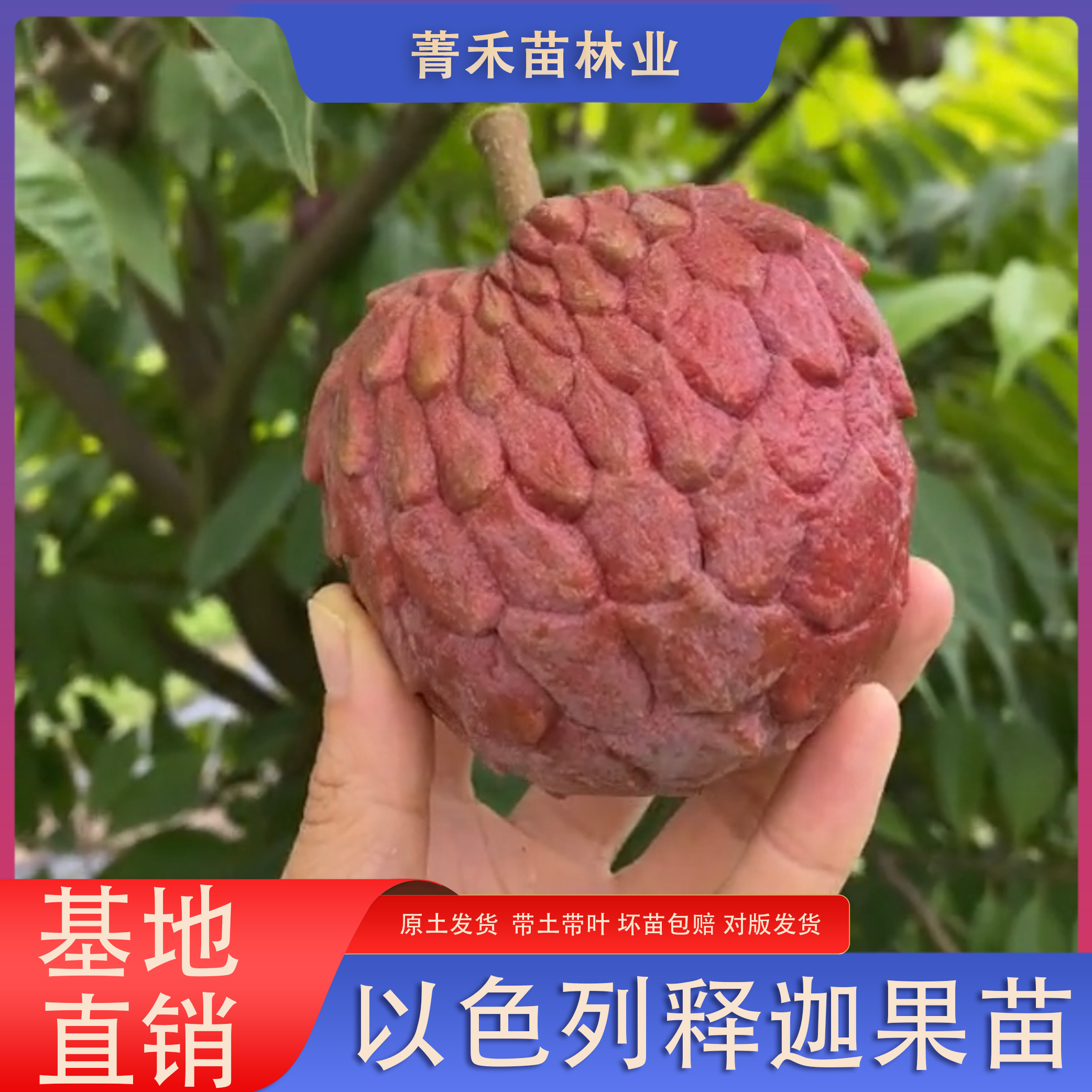 以色列释迦红皮白肉两季果树苗