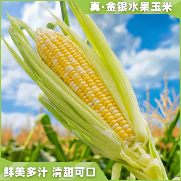 【顺丰快递】现摘 【奶油水果玉米】可以生吃的水果玉米3-5斤装【爆浆香甜】新鲜天津市