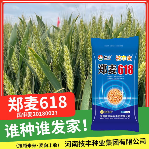 【郑麦618】国审高产矮杆四棱大穗小麦种子