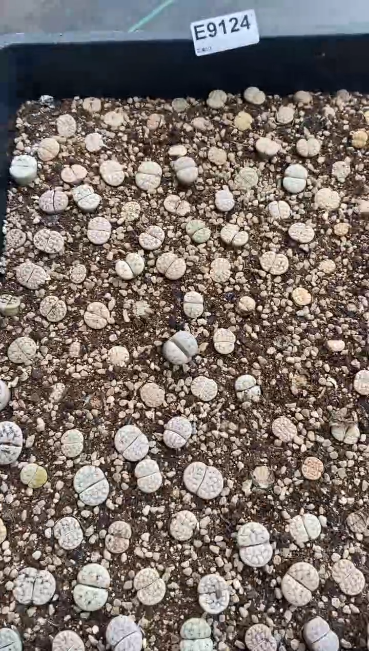 9124直播间一物一拍脱土发货练手套不售后