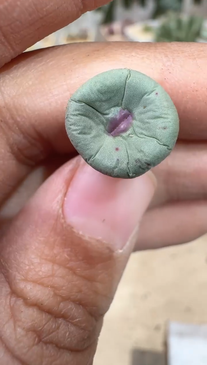 匹*曹28-420多肉植物肉锥SE