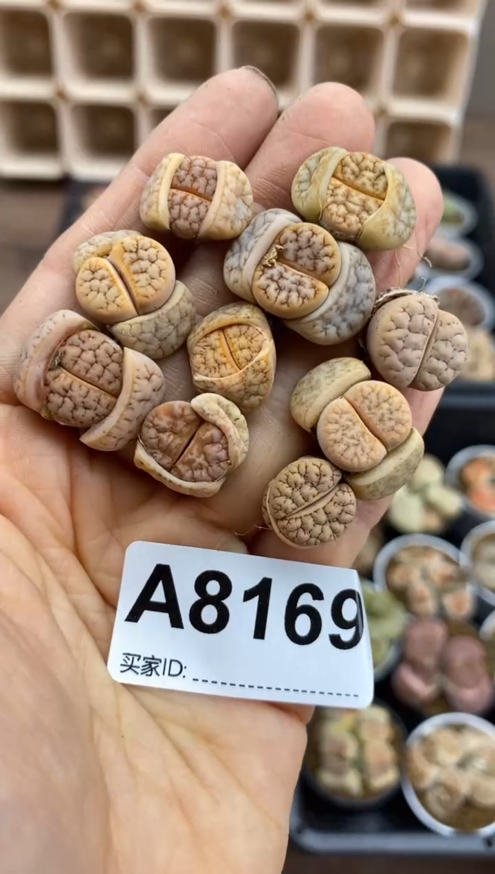 【闪购商品】8169直播一物一拍