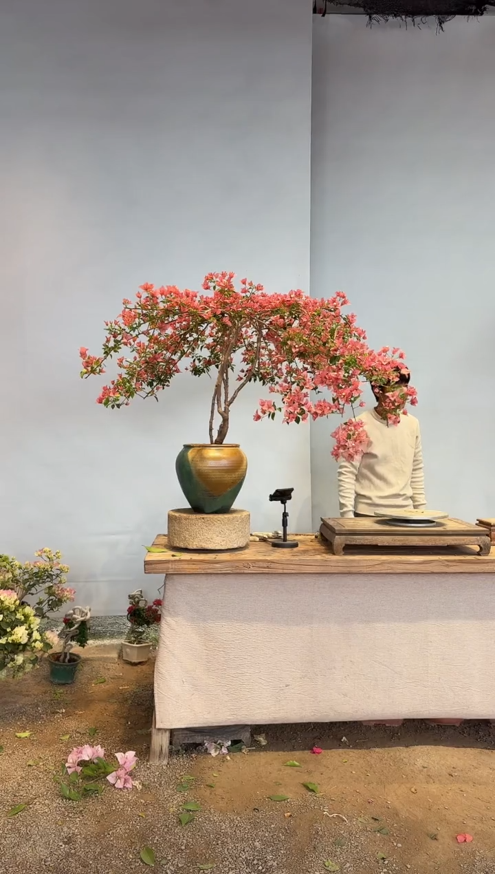 以实际为准大*姐三角梅4