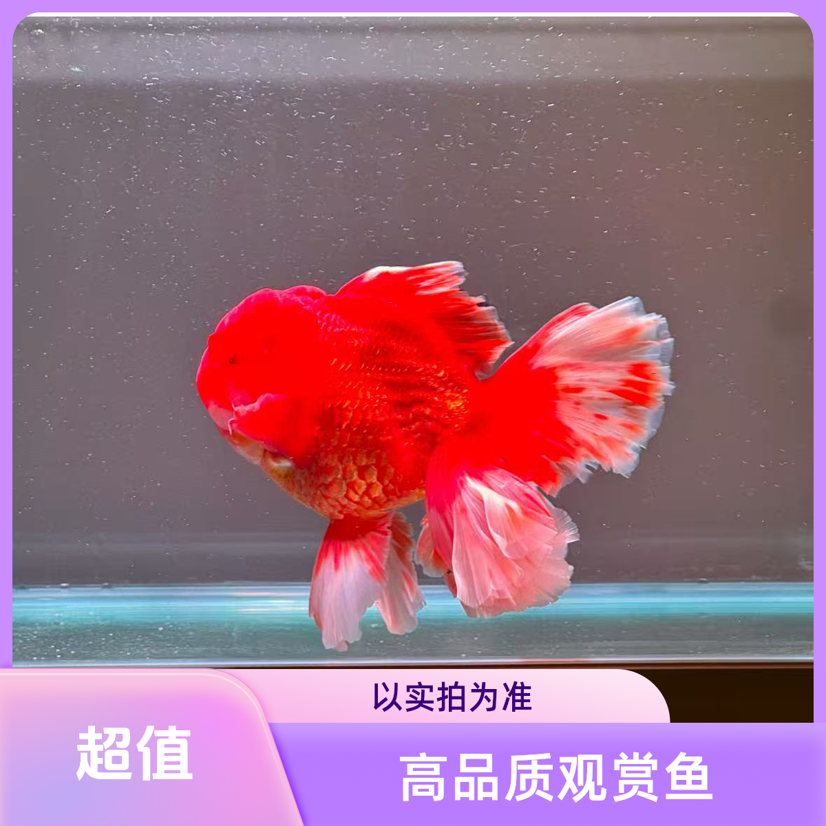 精品泰狮兰寿（包活到手，拍前请看下单须知，售出概不退换）