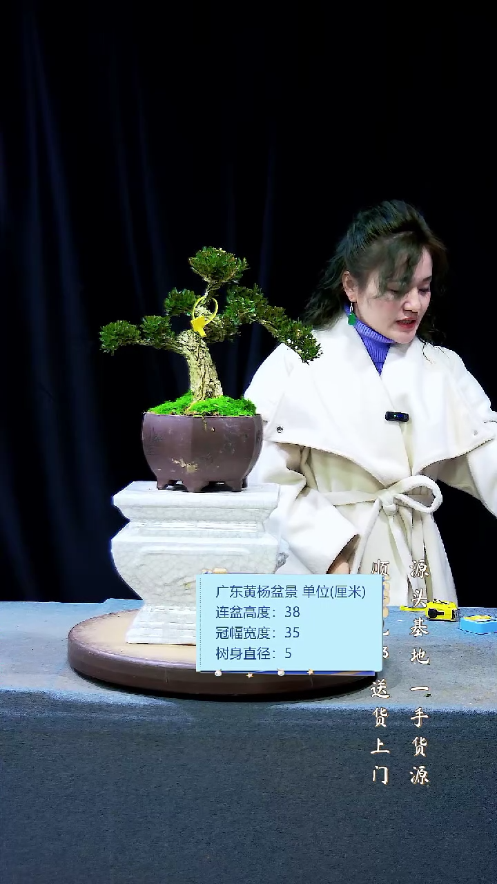 【闪购商品】雀舌黄杨盆景雀舌黄杨盆景