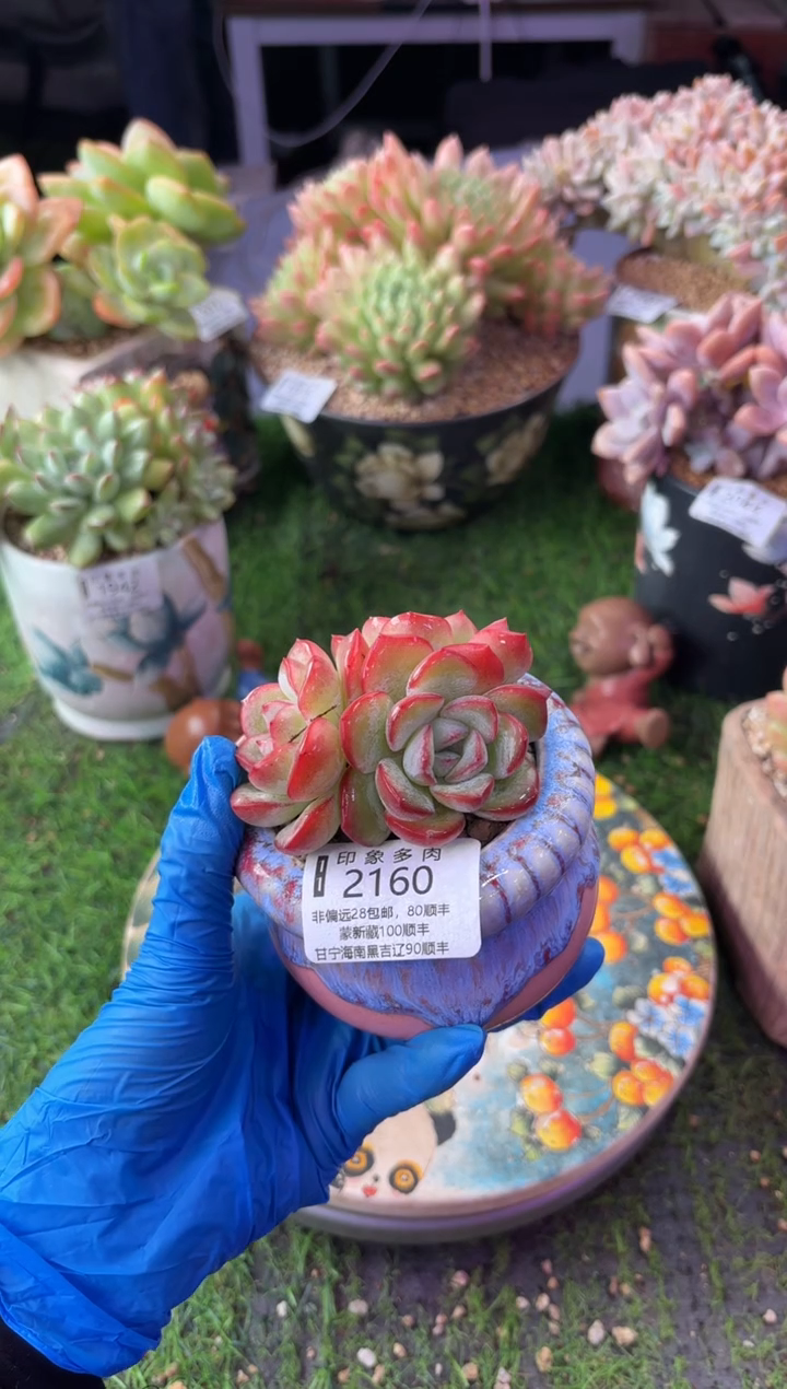 昆明印象多肉2160