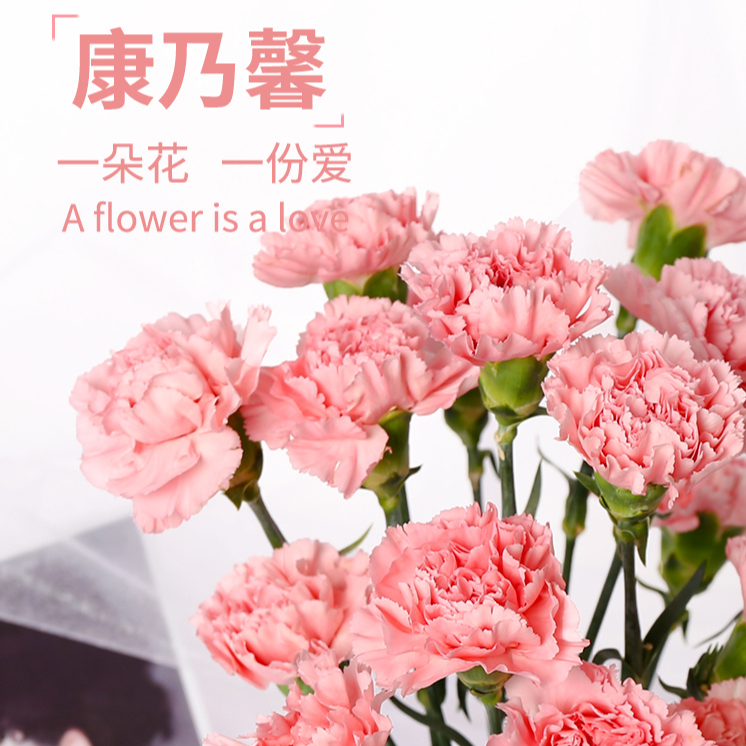 【康乃馨福利】单头康乃馨母亲节三八节女神鲜花直播间现场直播卖花