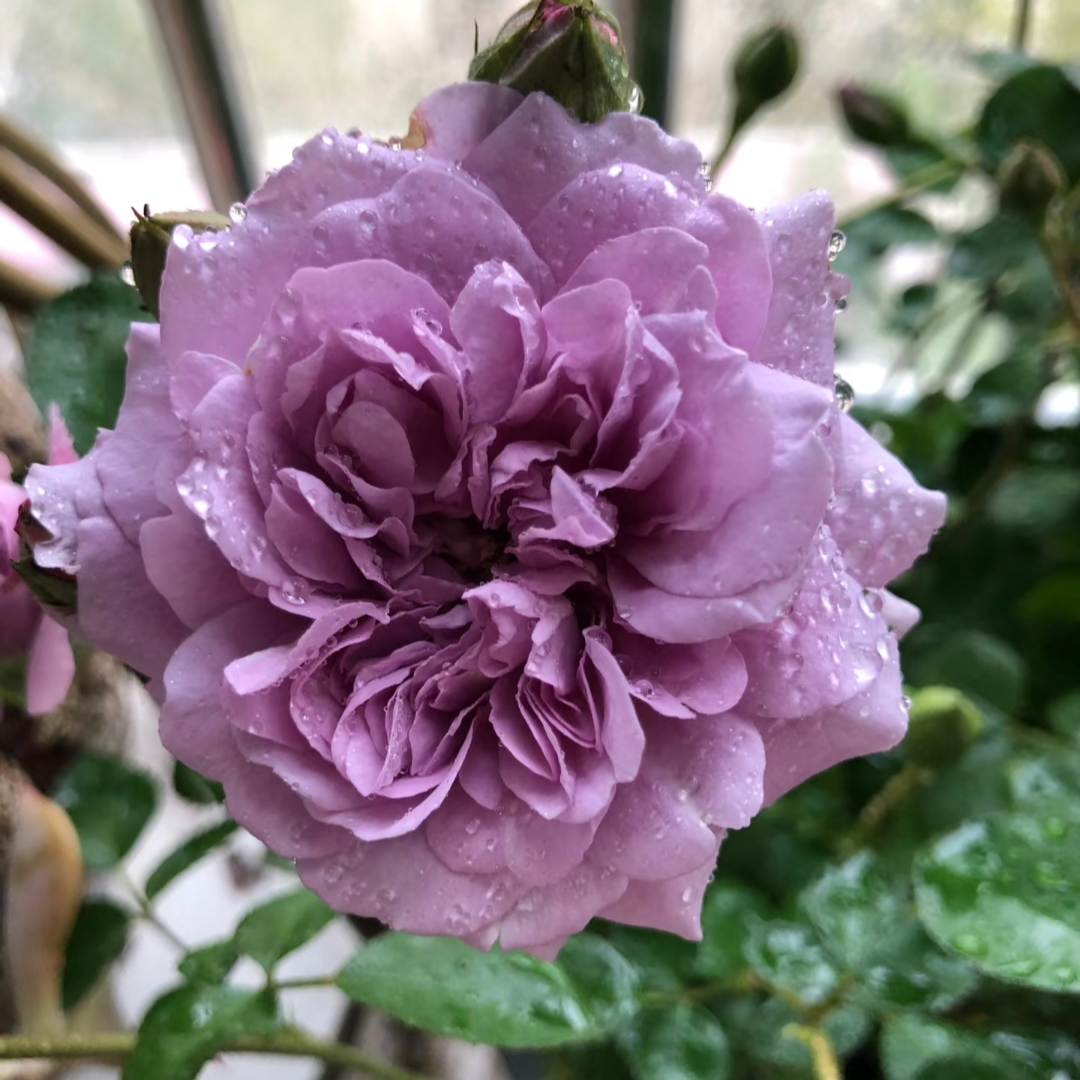 蓝色阴雨1.5加仑露天月季抗病耐寒耐热 新手好养 