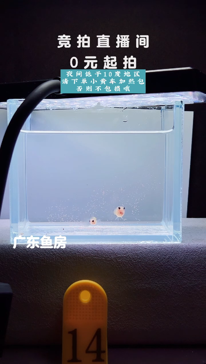 孔雀鱼超透玻璃猫一对编号14