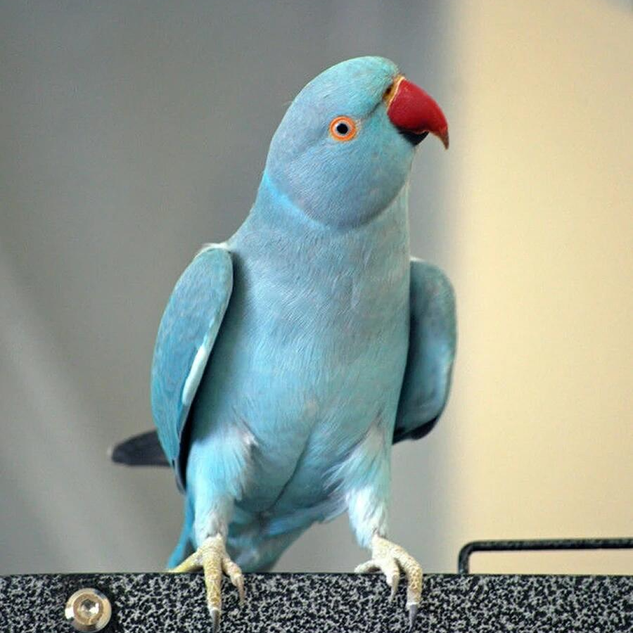 手养鹦鹉可爱鹦鹉活体