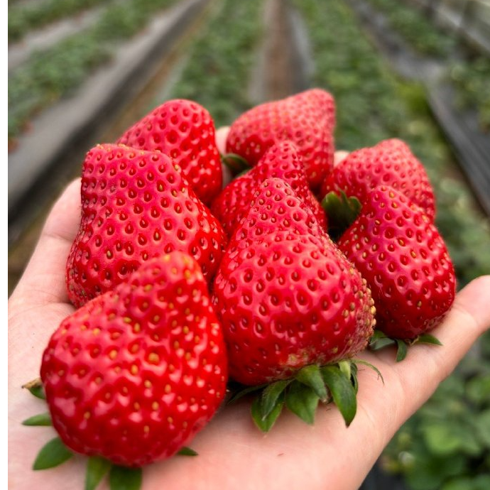 【赛珍珠】精品草莓3斤，基地采摘批发，9甜1酸，脆甜可口，现摘现发江苏省