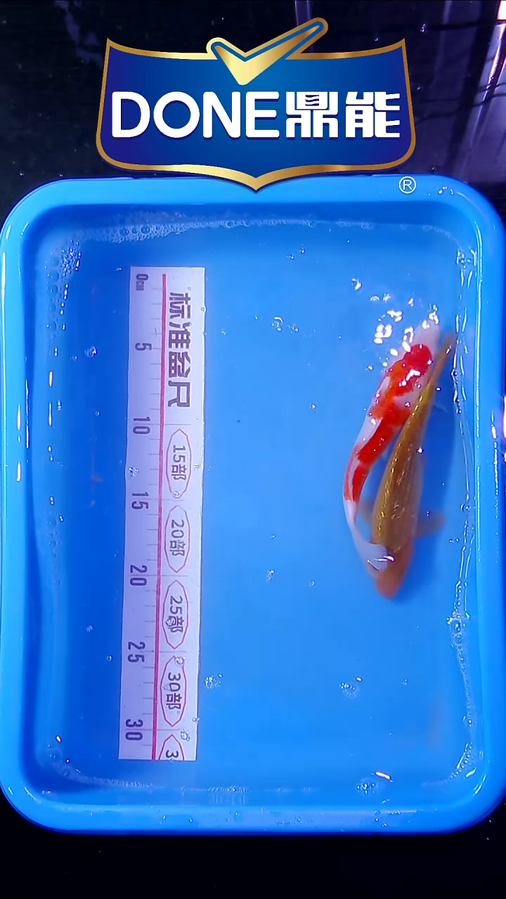 锦鲤直播间菁选 对版发货 30号