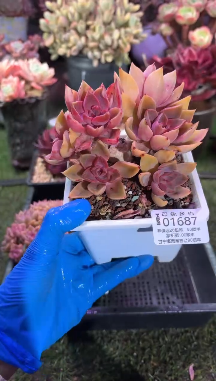 【闪购商品】01687