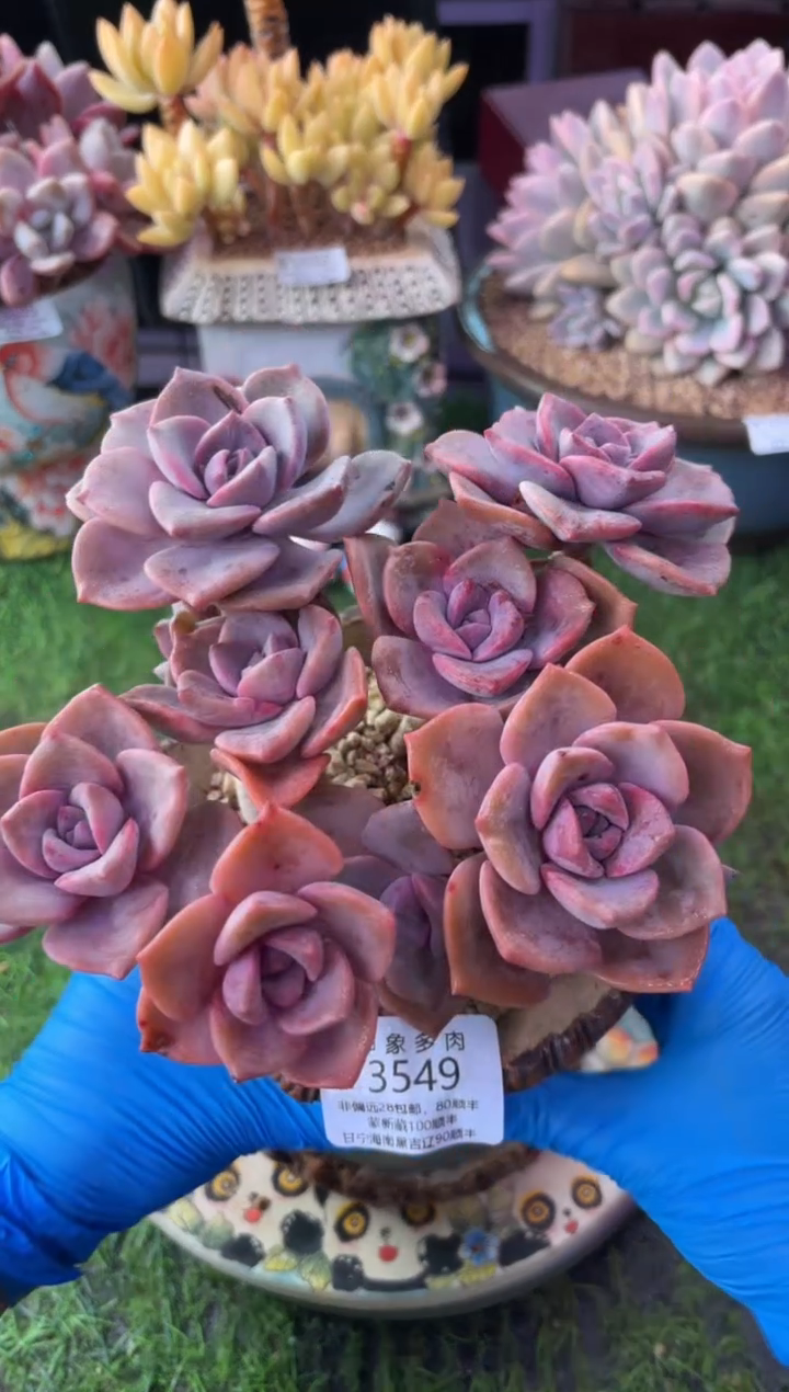 昆明印象多肉3549